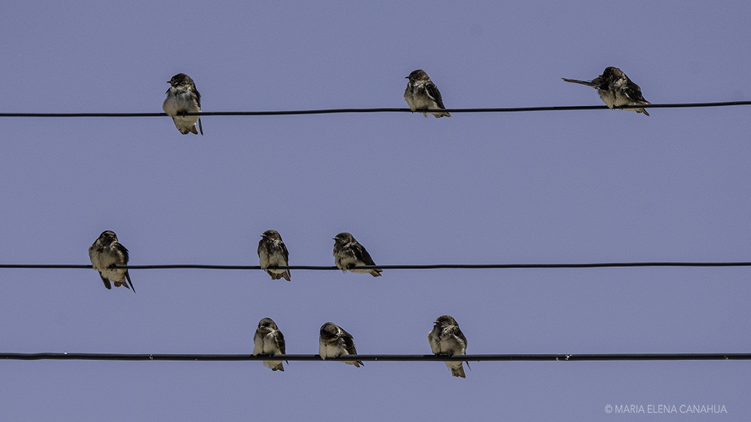 Blue-and-white Swallow - ML612907161