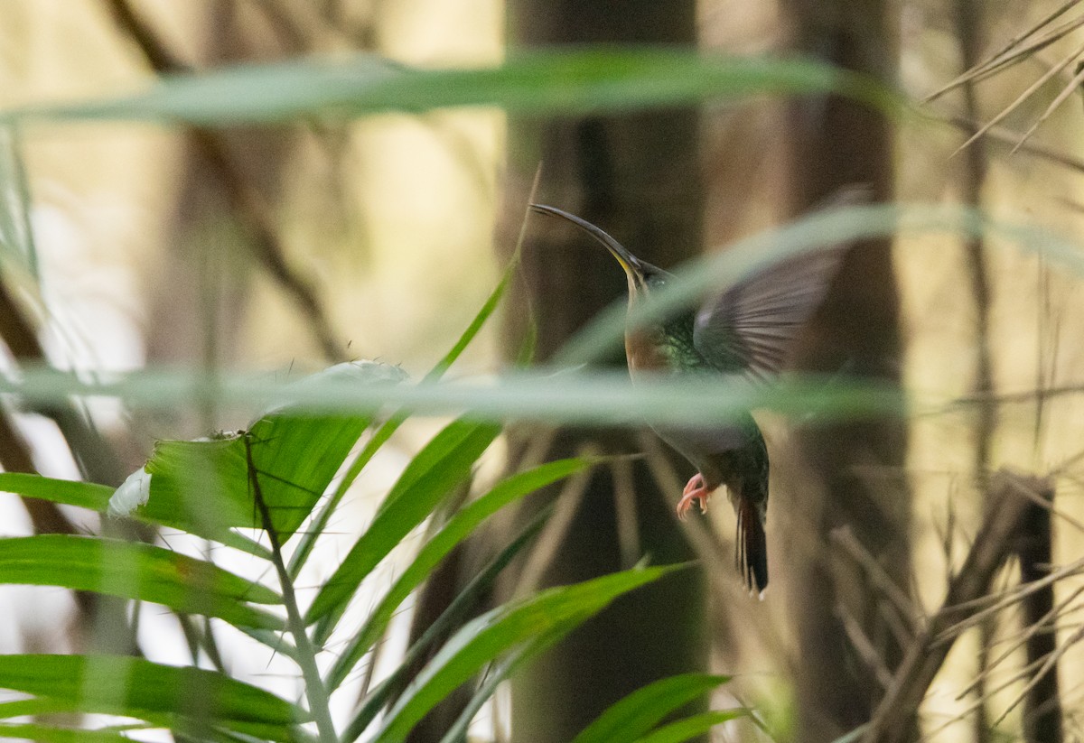 Краснохвостый колибри-отшельник - ML612907323