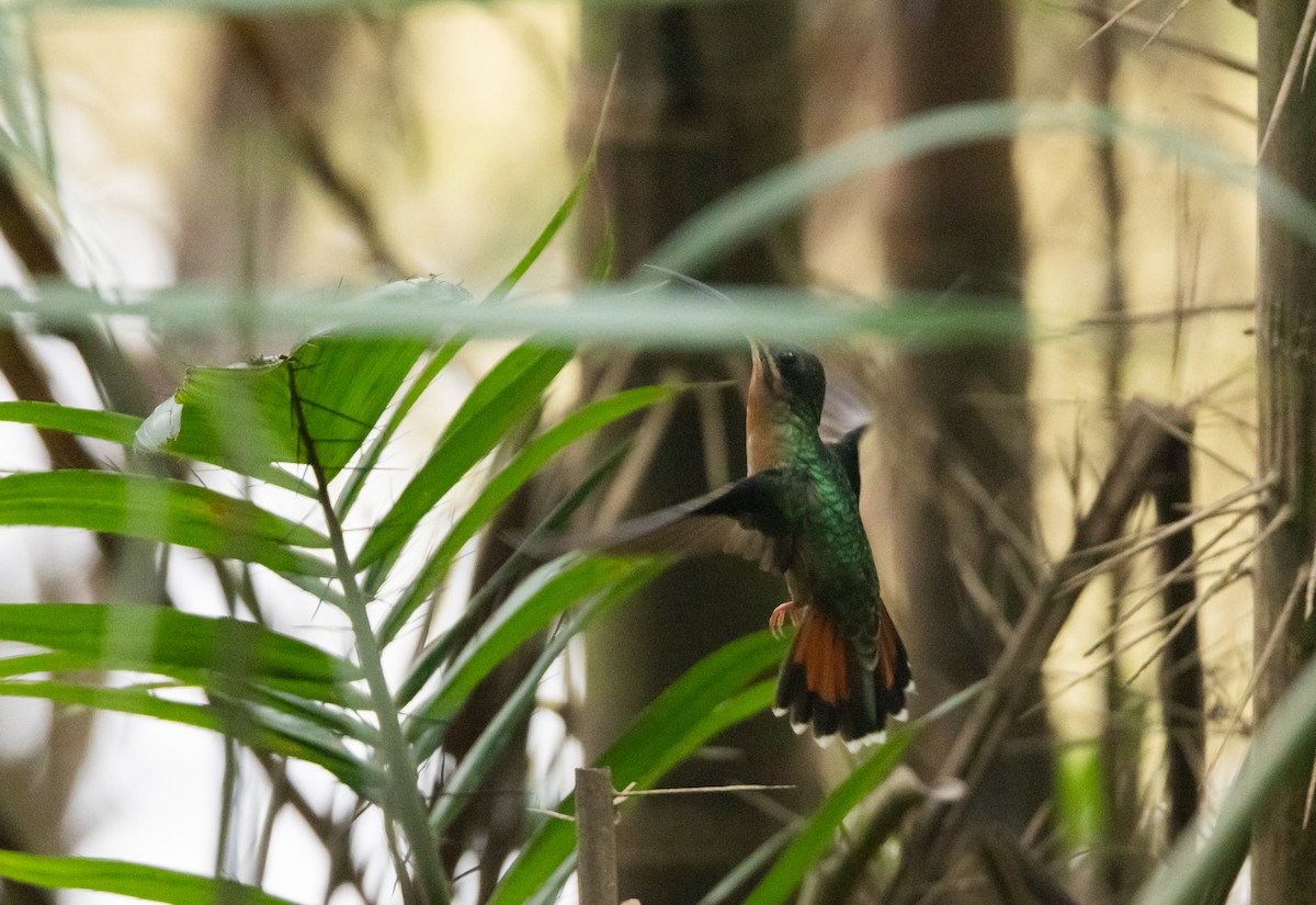 Краснохвостый колибри-отшельник - ML612907325