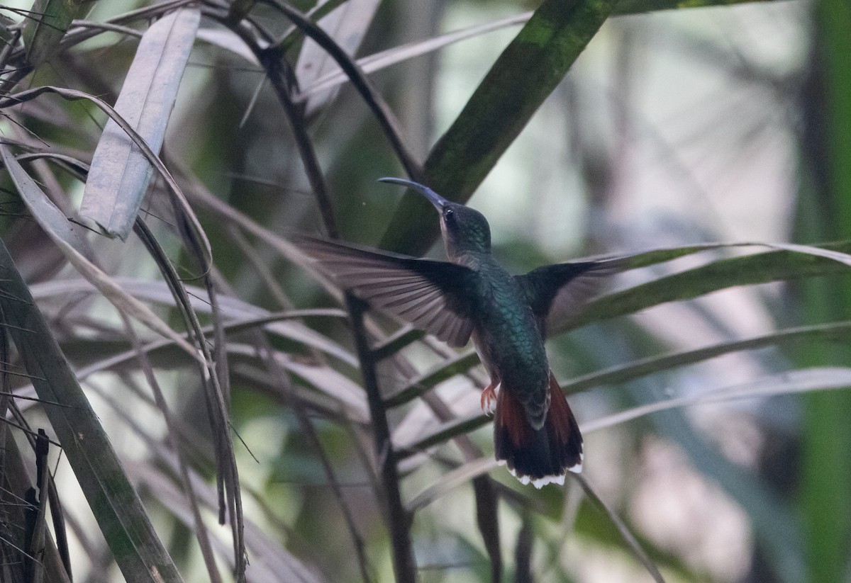 Rufous-breasted Hermit - ML612907341