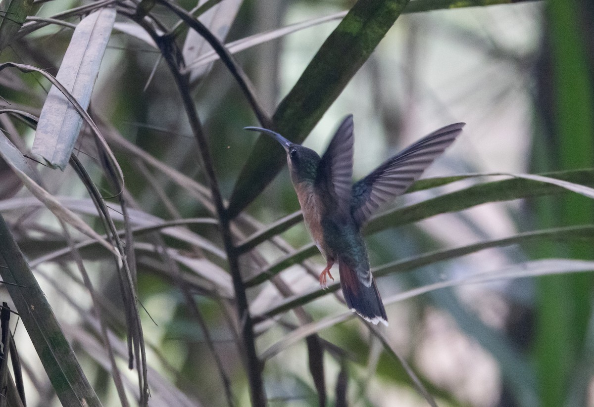 Rufous-breasted Hermit - ML612907348