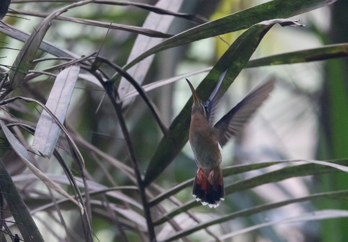 Rufous-breasted Hermit - ML612907349