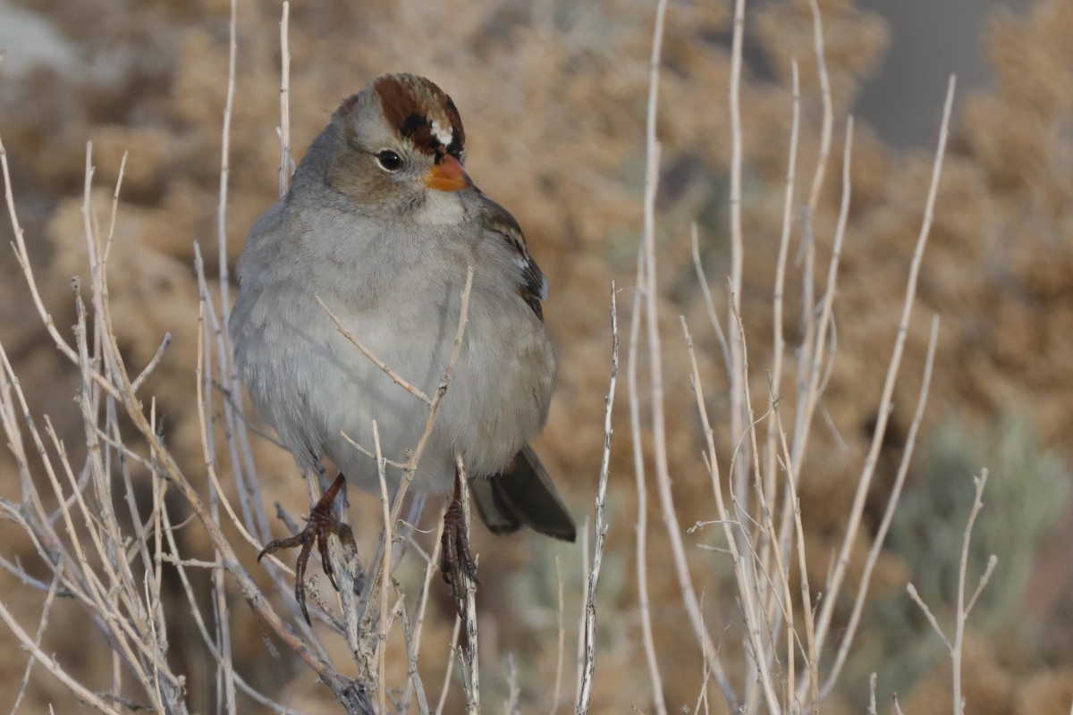 White-crowned Sparrow (Gambel's) - ML612907370