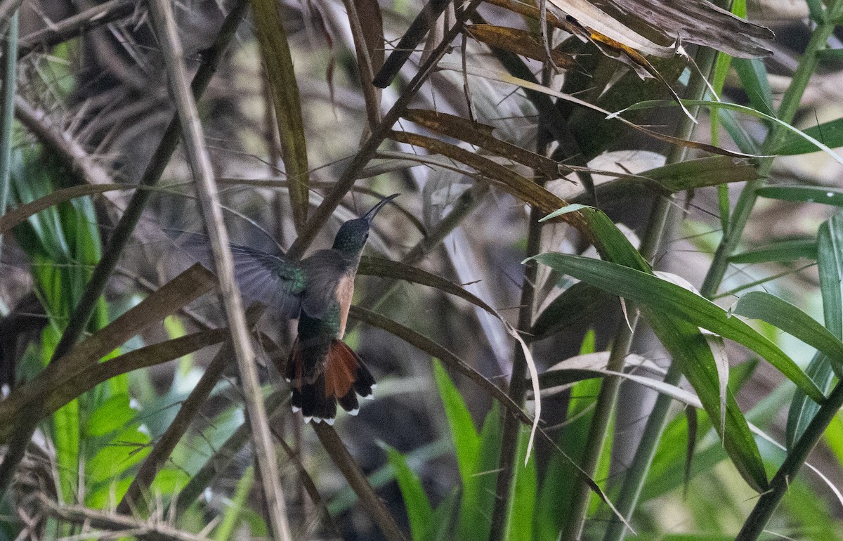 kolibřík ryšavoocasý - ML612907395