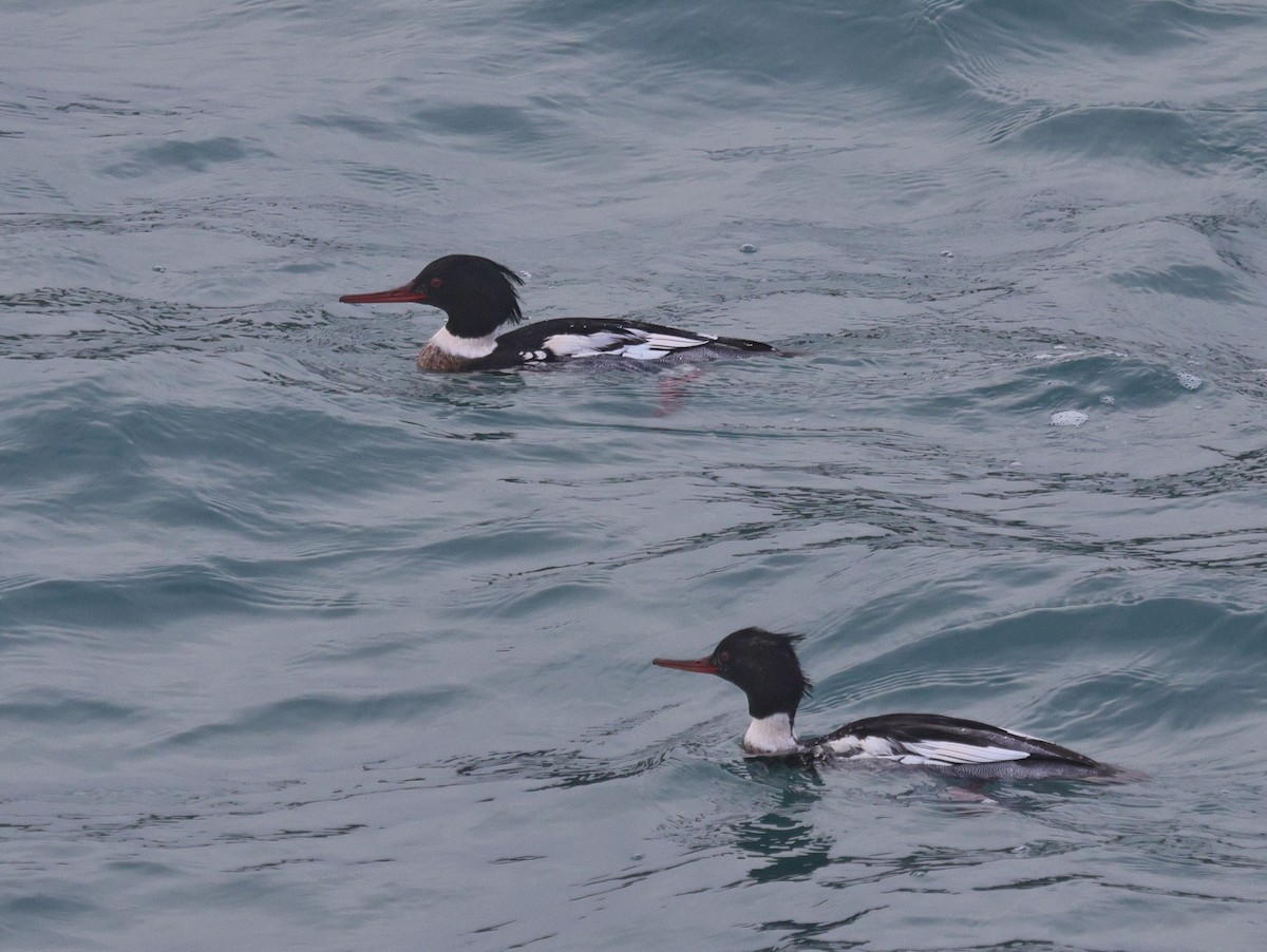 Red-breasted Merganser - ML612907428