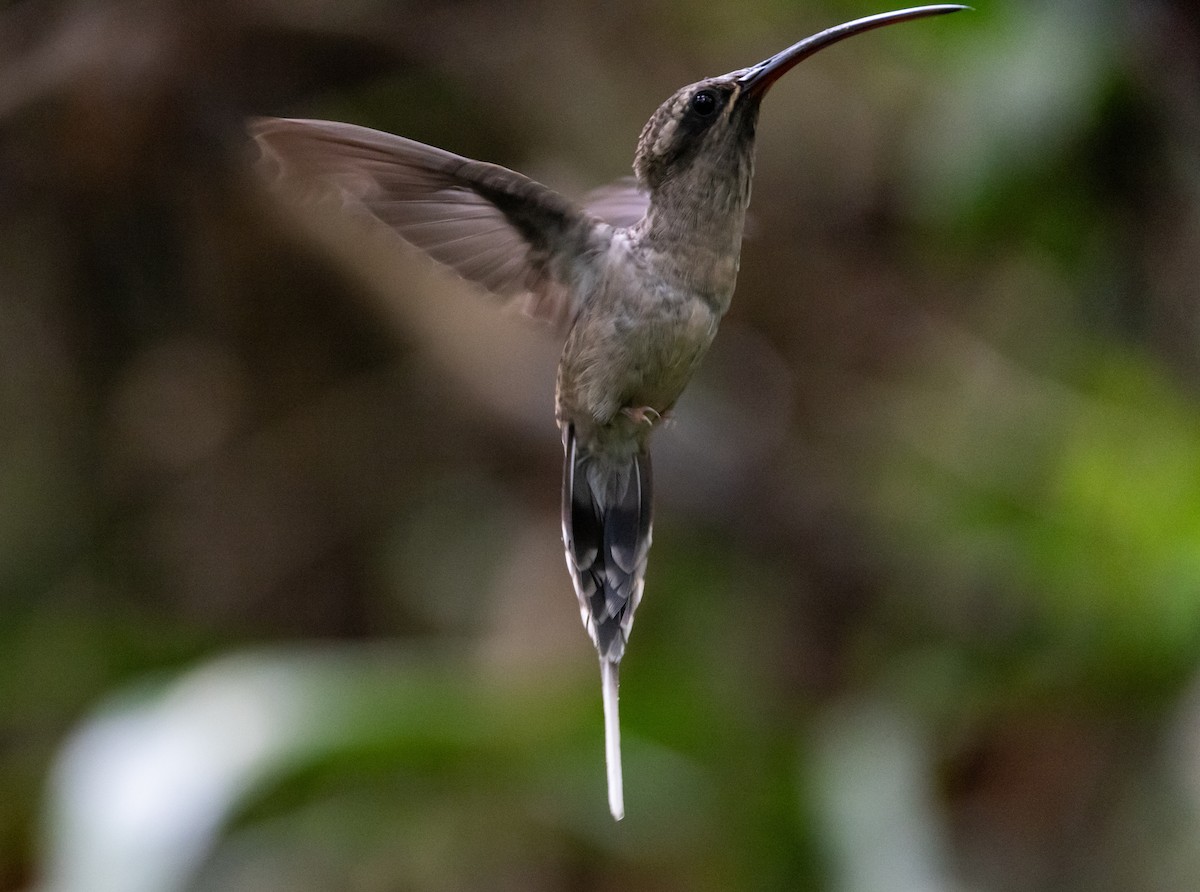kolibřík dlouhozobý [skupina moorei] - ML612907456