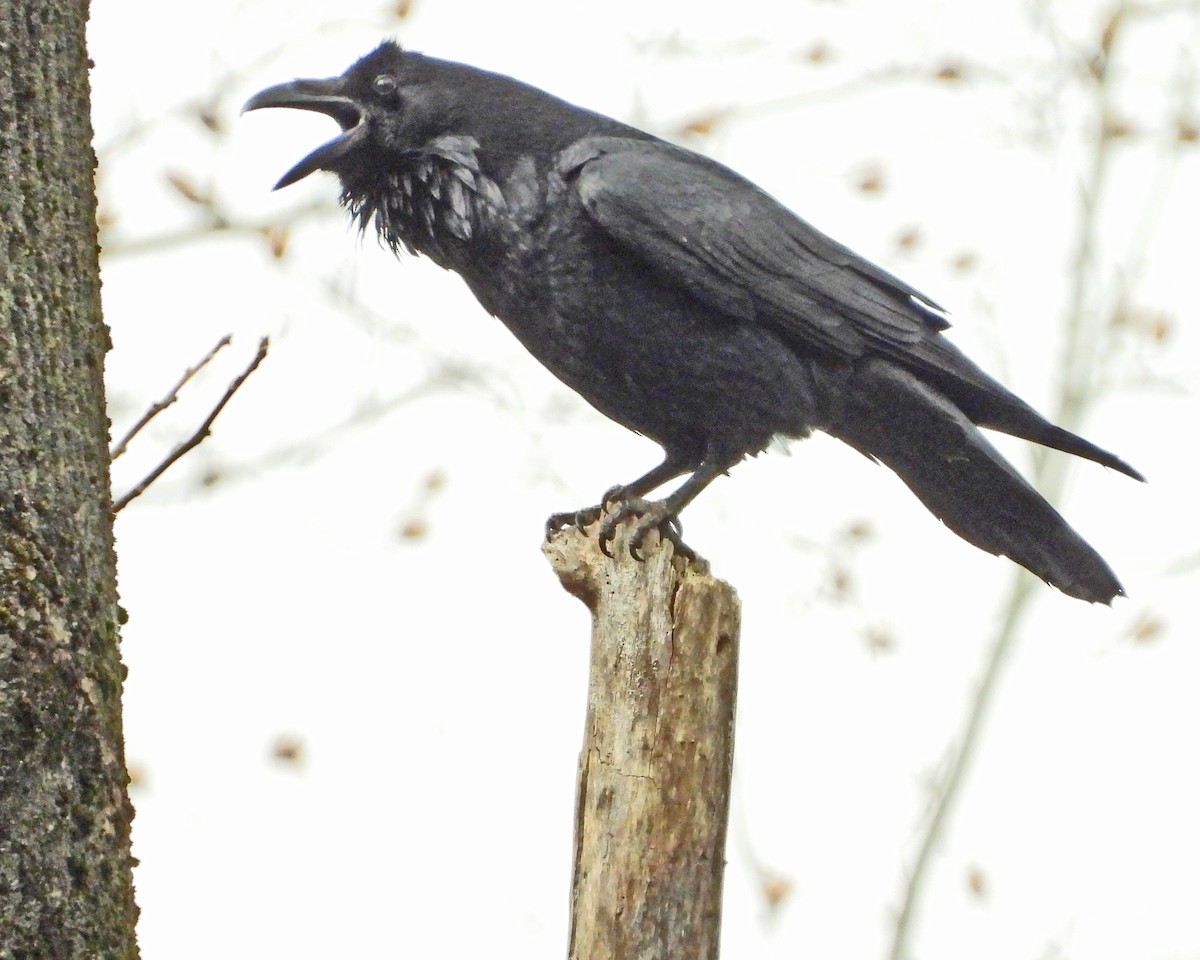 Common Raven - Aubrey Merrill