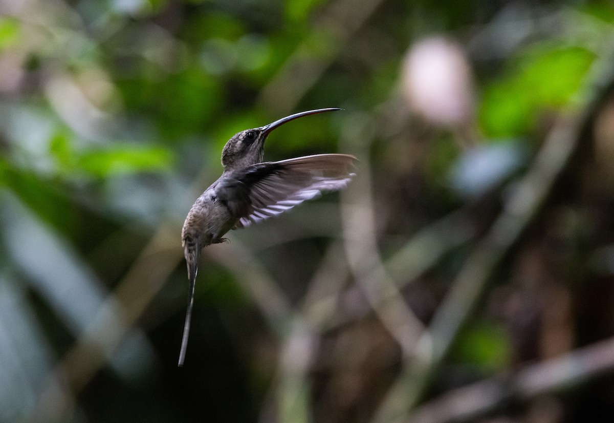 kolibřík dlouhozobý [skupina moorei] - ML612907469