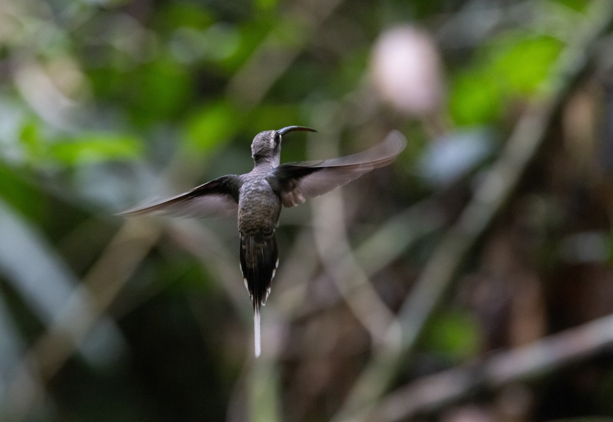 kolibřík dlouhozobý [skupina moorei] - ML612907470
