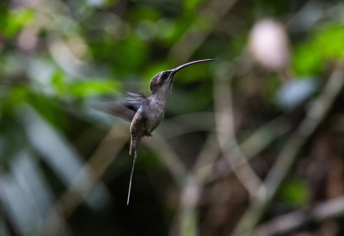 kolibřík dlouhozobý [skupina moorei] - ML612907471