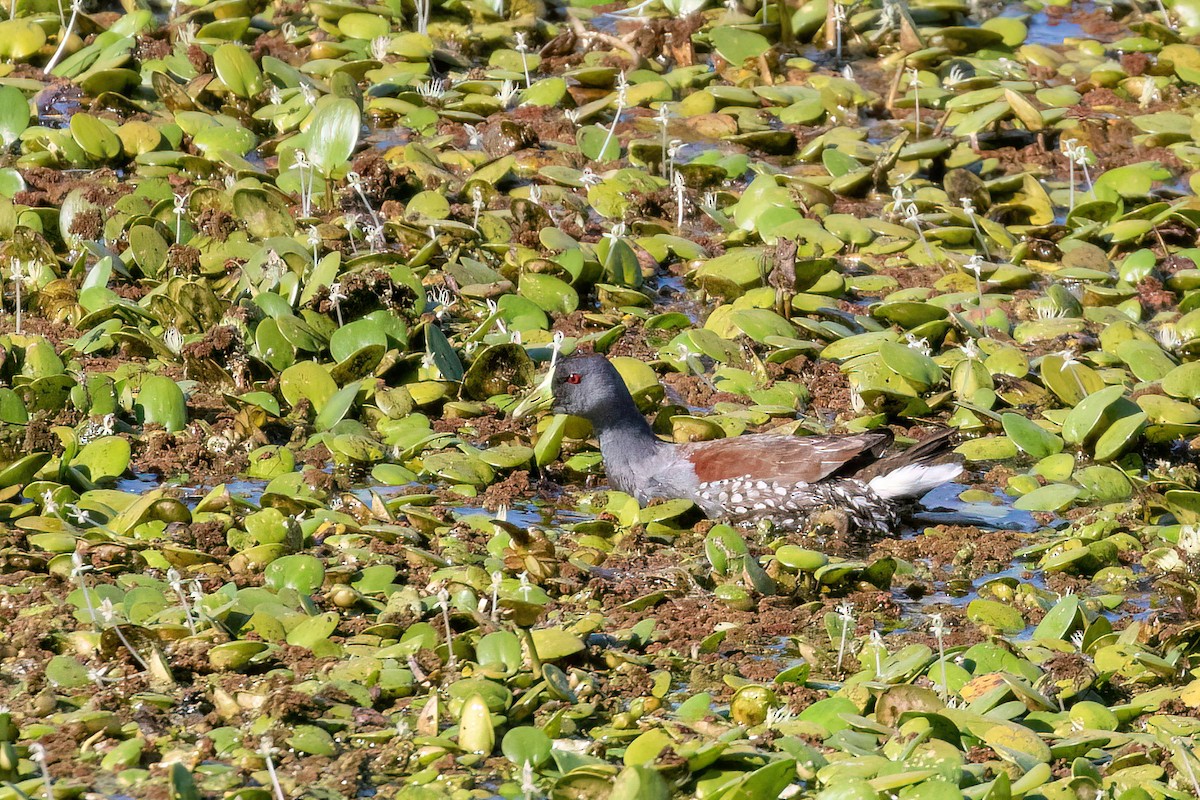 Spot-flanked Gallinule - ML612907475