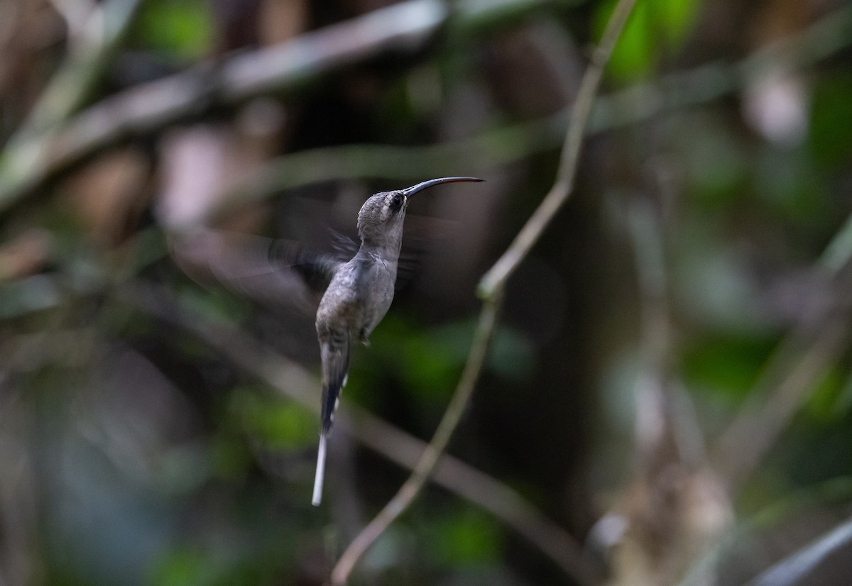 kolibřík dlouhozobý [skupina moorei] - ML612907476