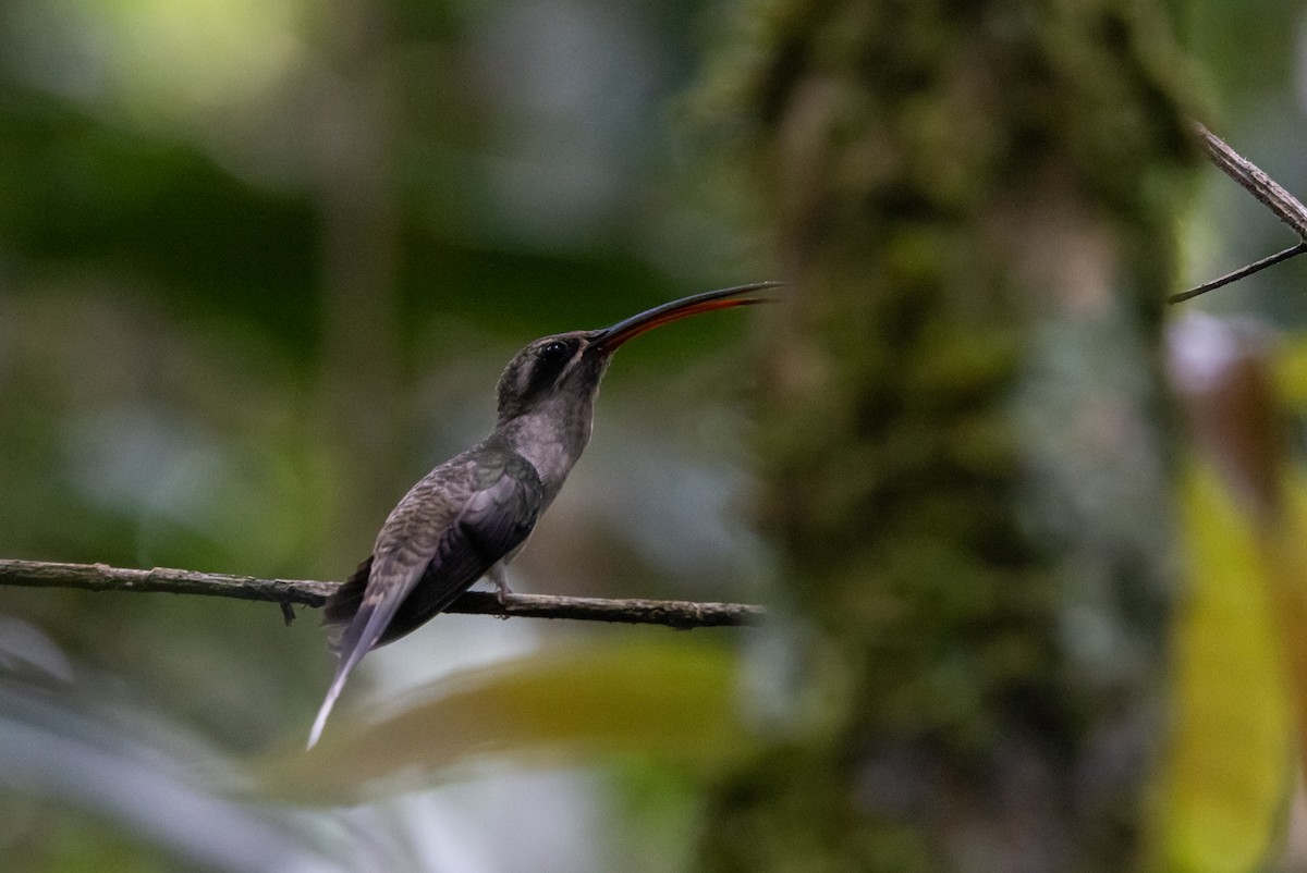 Great-billed Hermit (Amazonian) - ML612907477