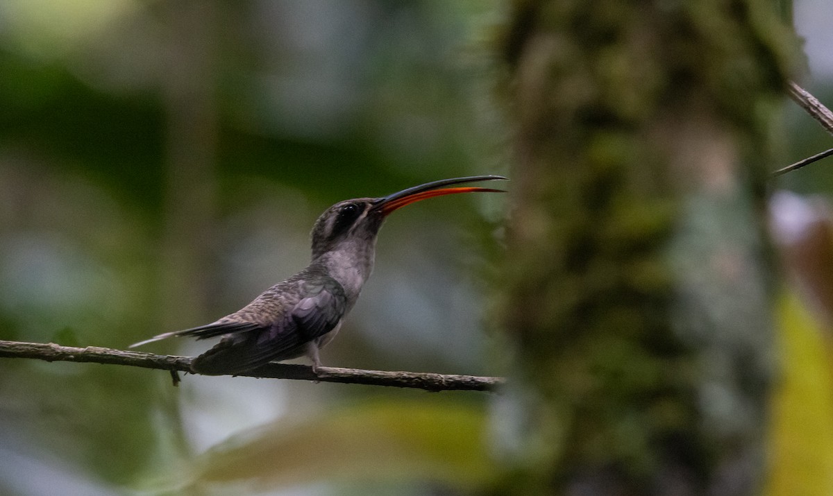 kolibřík dlouhozobý [skupina moorei] - ML612907485