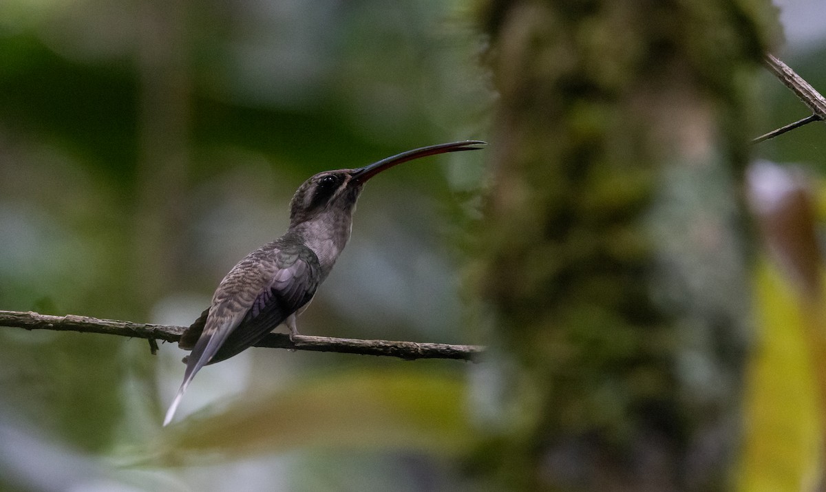 kolibřík dlouhozobý [skupina moorei] - ML612907486