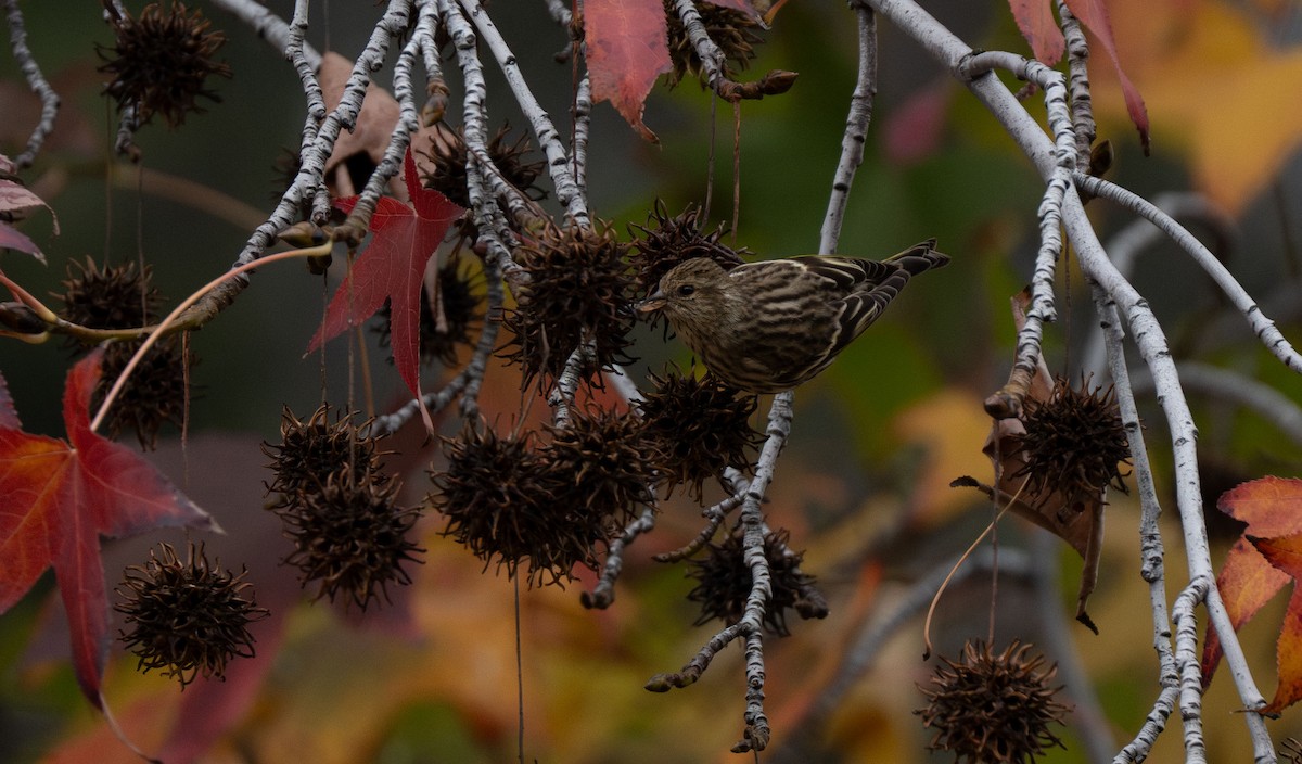 Pine Siskin - ML612907529