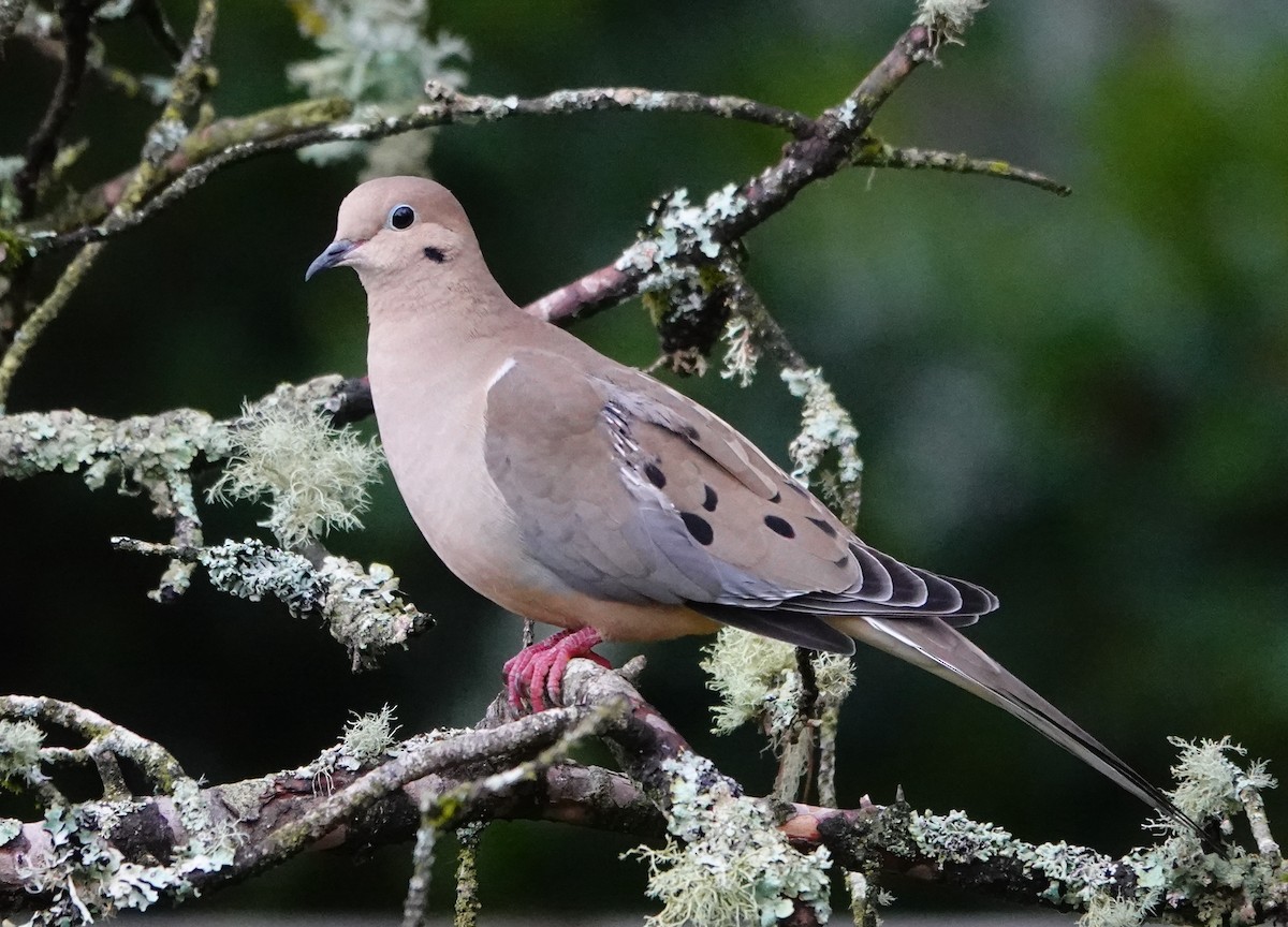 Mourning Dove - Jamie Simmons
