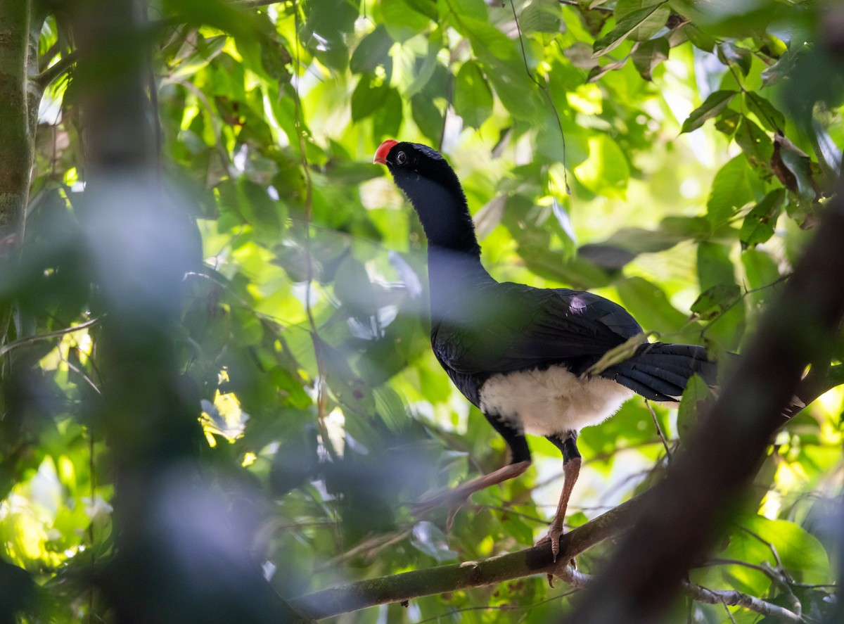 Salvin's Curassow - Jay McGowan