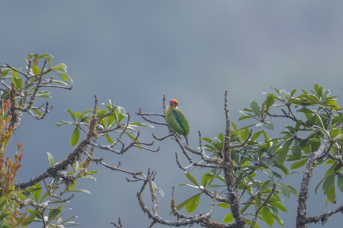 Golden-throated Barbet - Aditya Rao