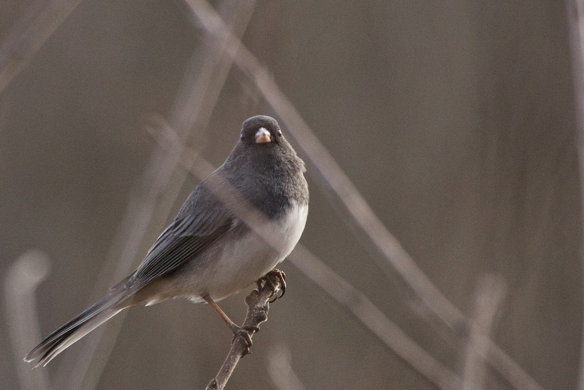 Dark-eyed Junco - ML612907640