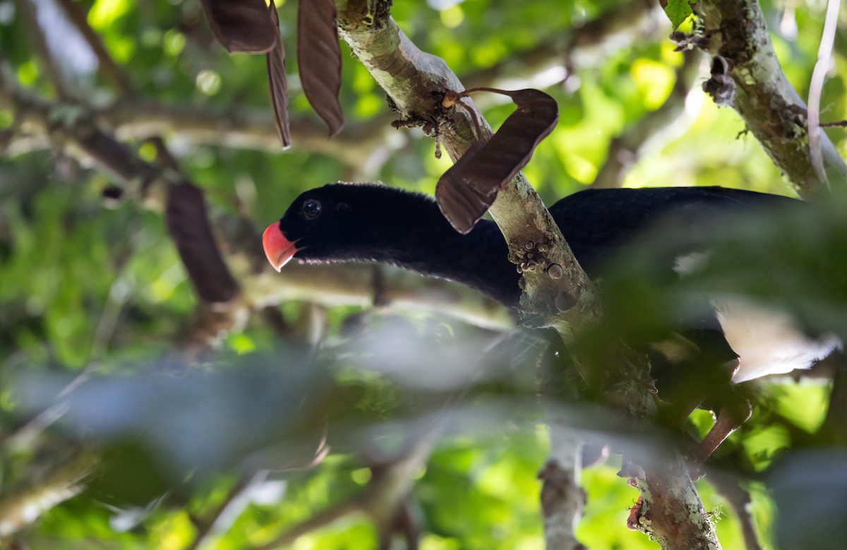 Salvin's Curassow - ML612907646