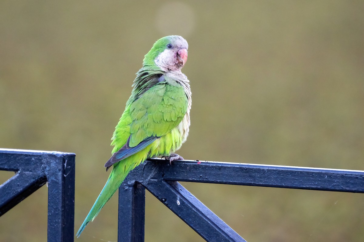 Monk Parakeet - Marcos Eugênio Birding Guide