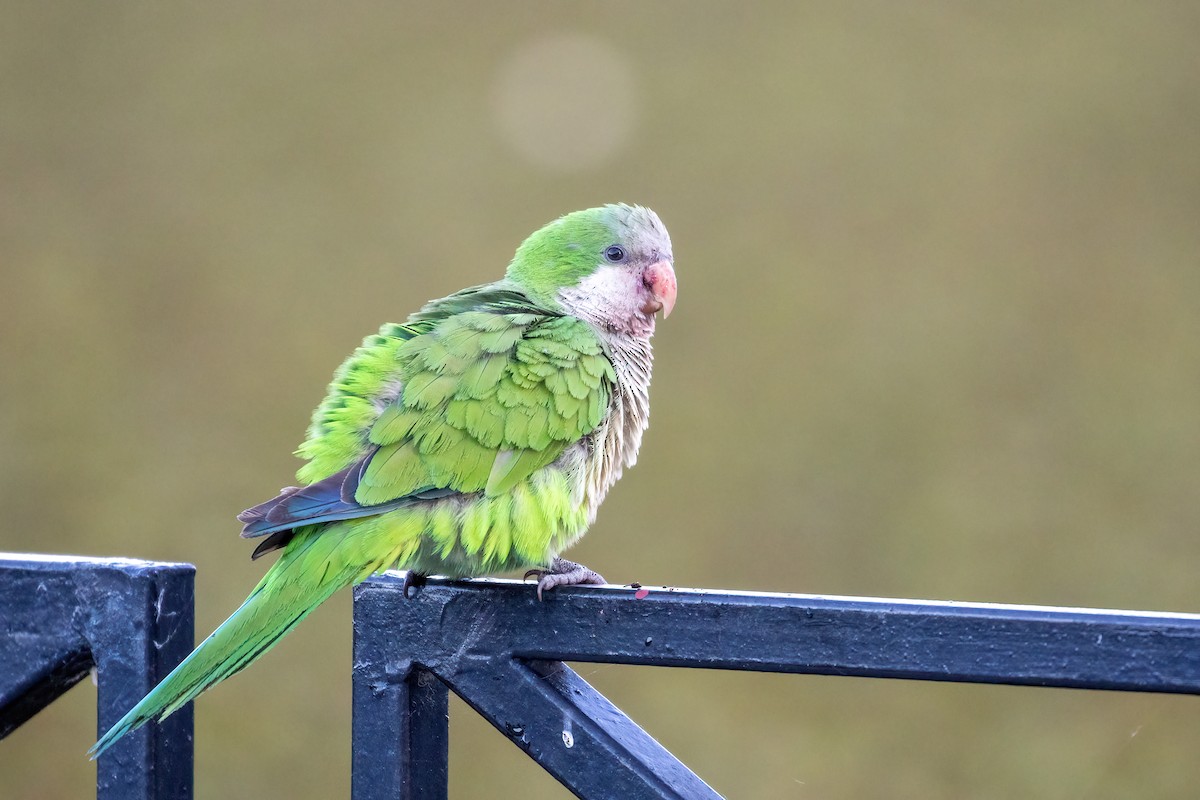 Monk Parakeet - Marcos Eugênio Birding Guide