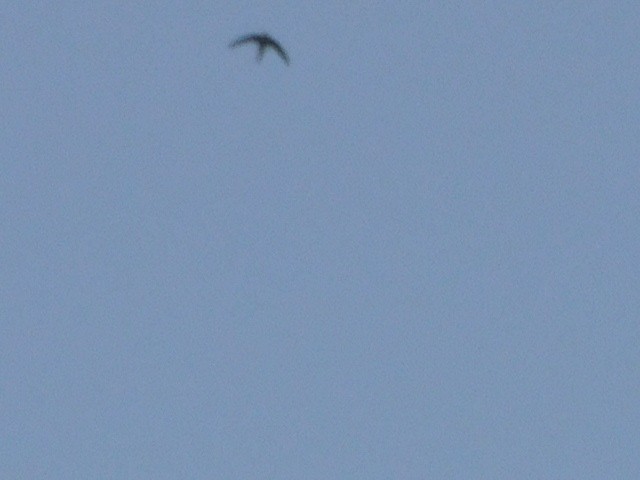 Asian Palm Swift - ML612907771