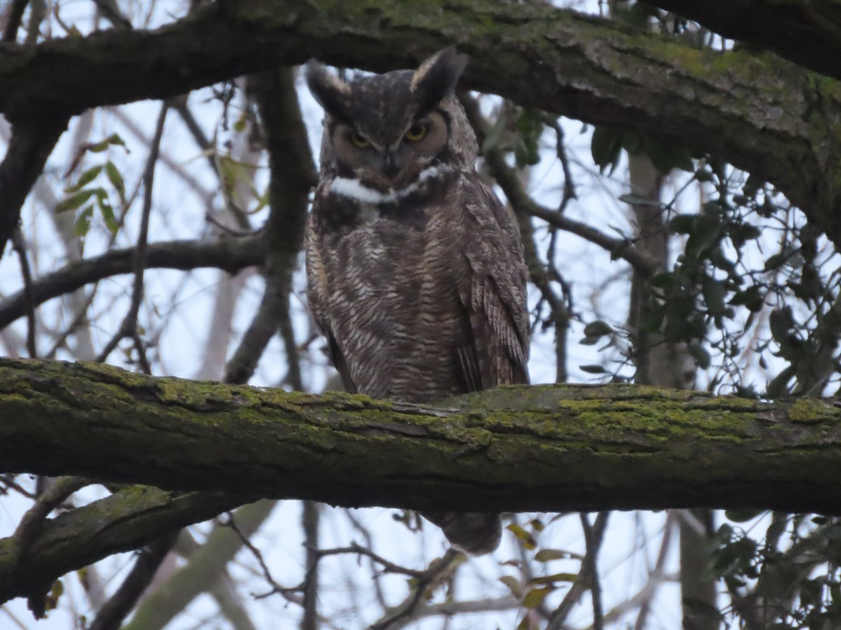 Great Horned Owl - Richard Petersen