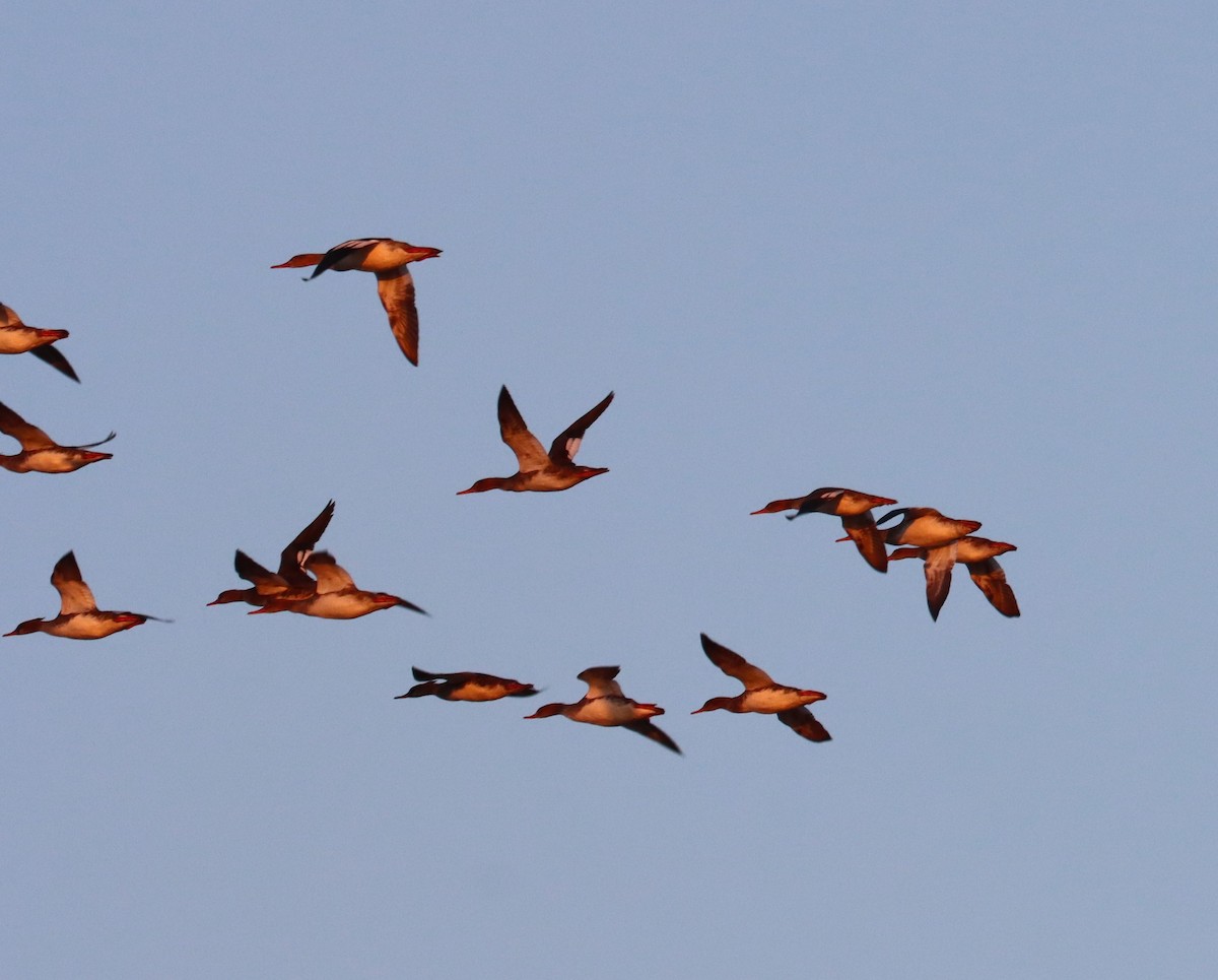 Red-breasted Merganser - ML612907780