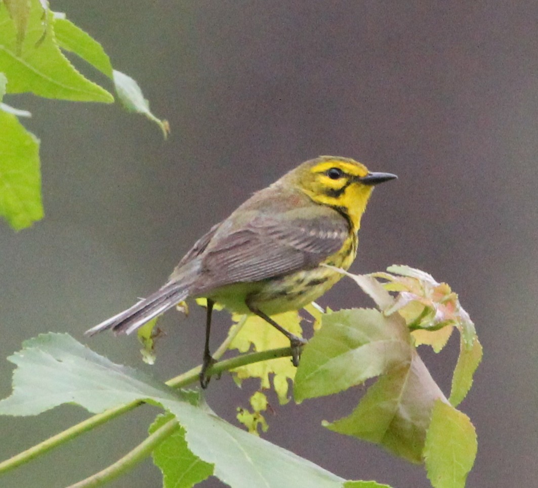 Prairie Warbler - ML612907814