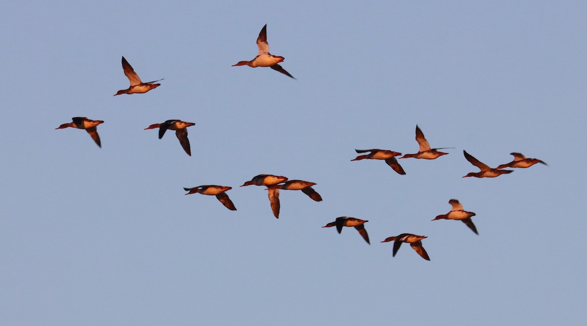 Red-breasted Merganser - ML612907861