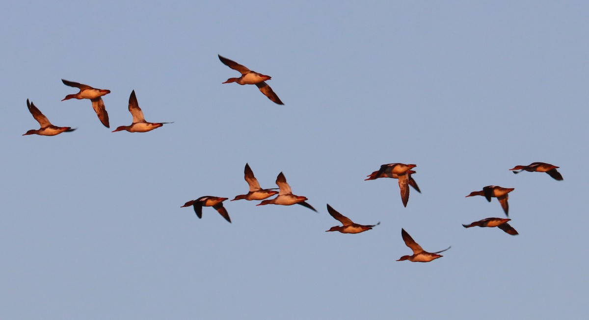 Red-breasted Merganser - ML612907888