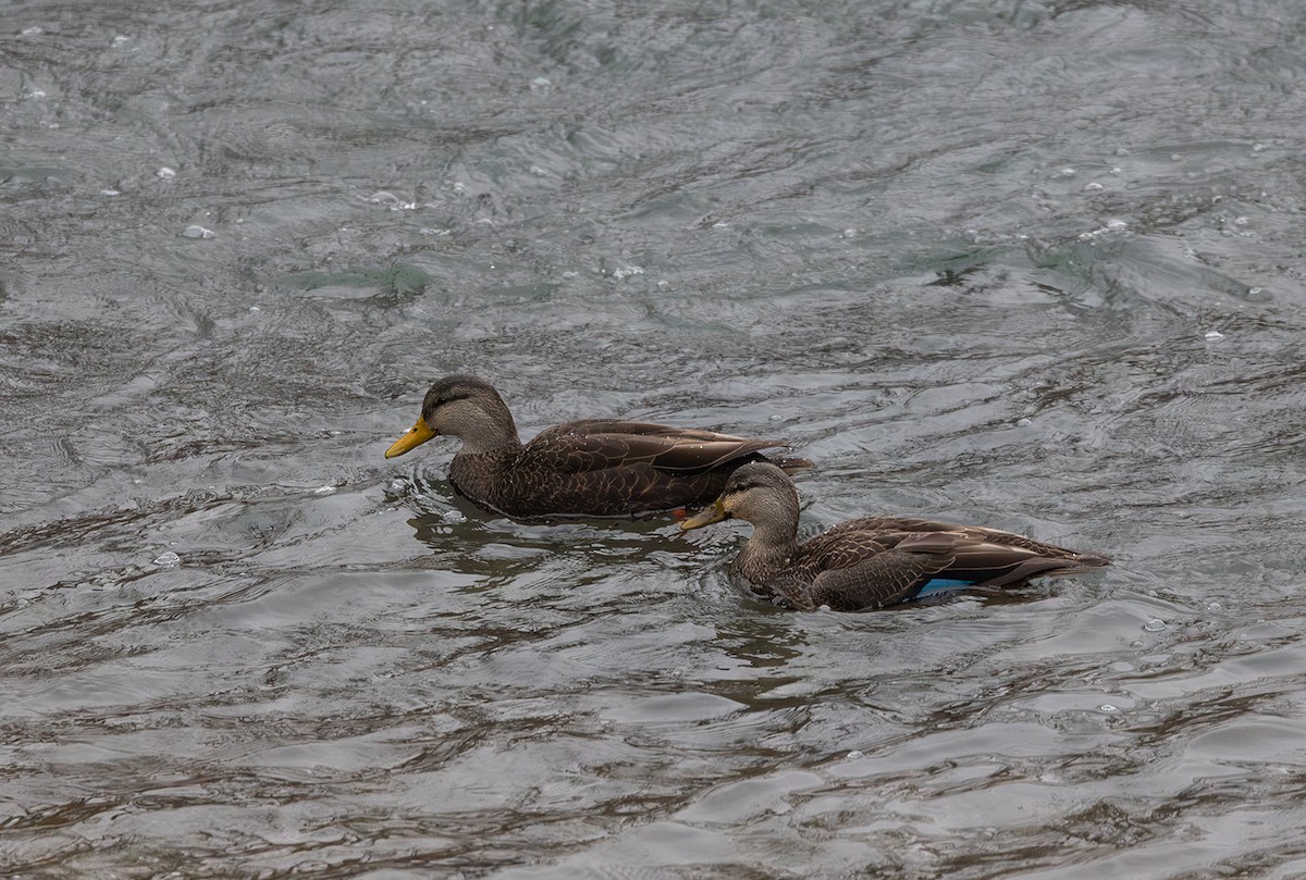American Black Duck - ML612907939