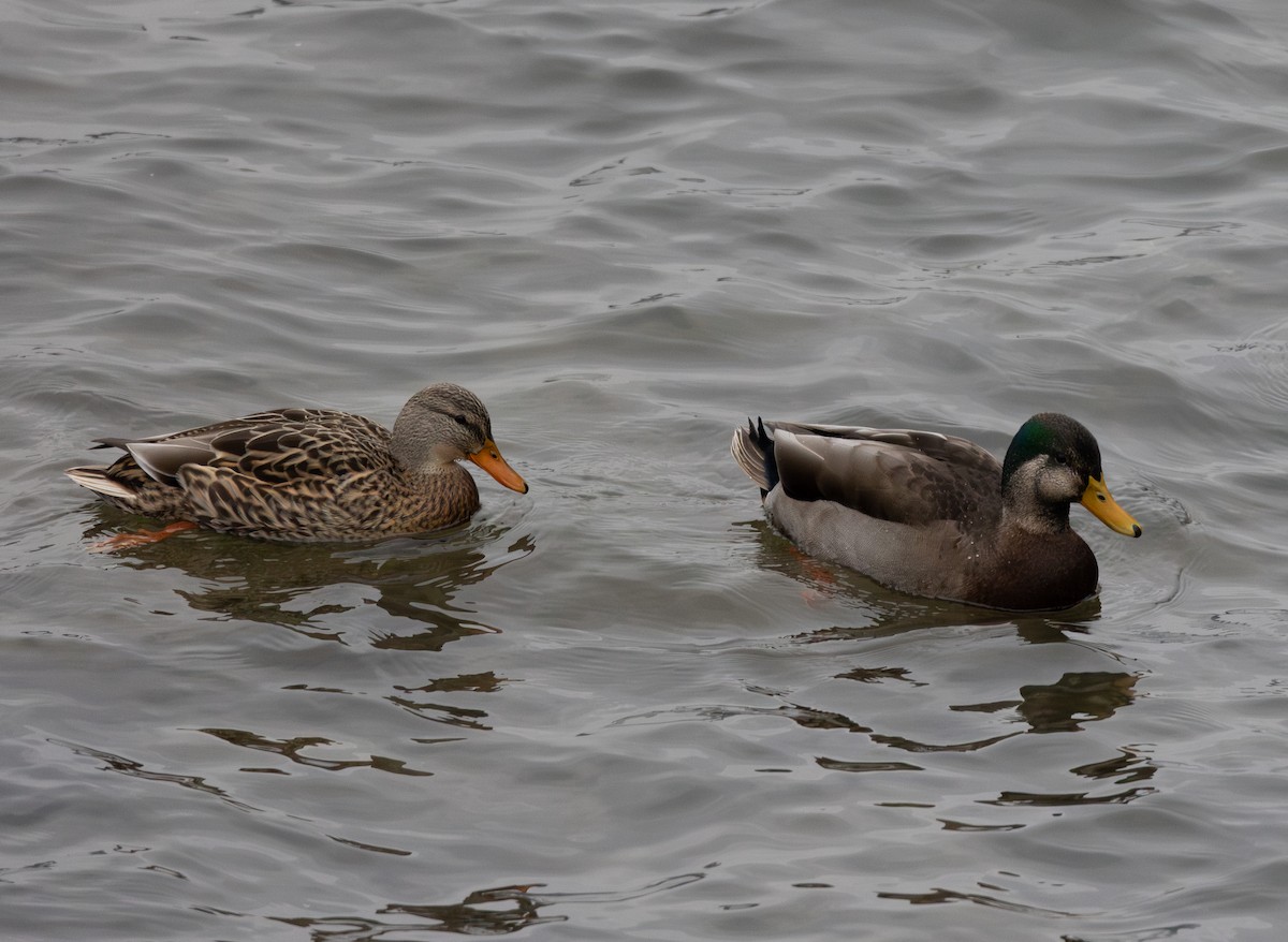 Mallard x American Black Duck (hybrid) - ML612907946