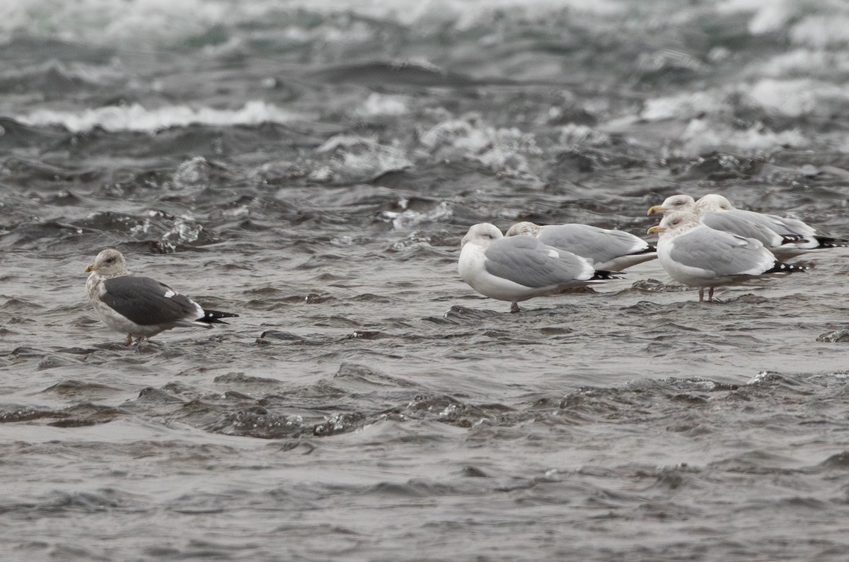 Lesser Black-backed Gull - ML612907961