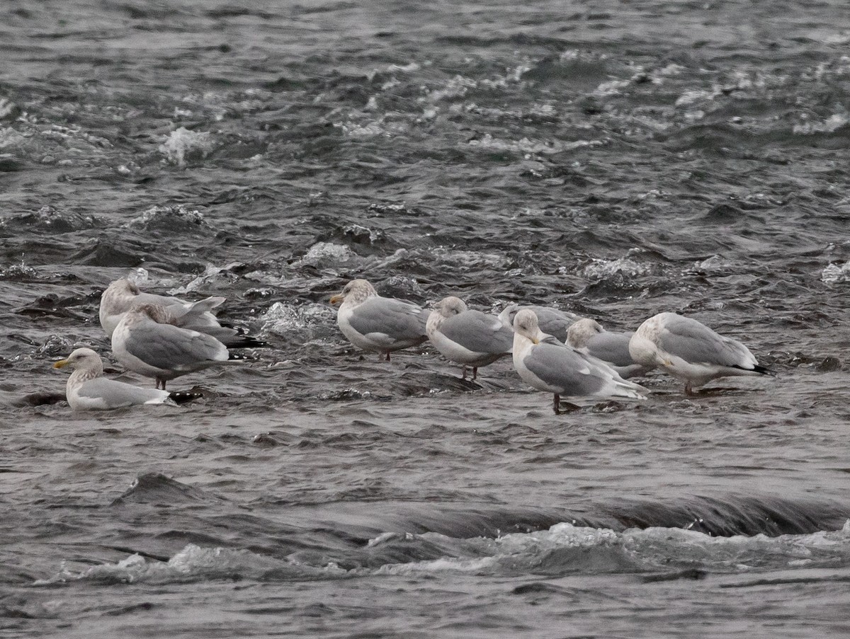 Iceland Gull - ML612907968