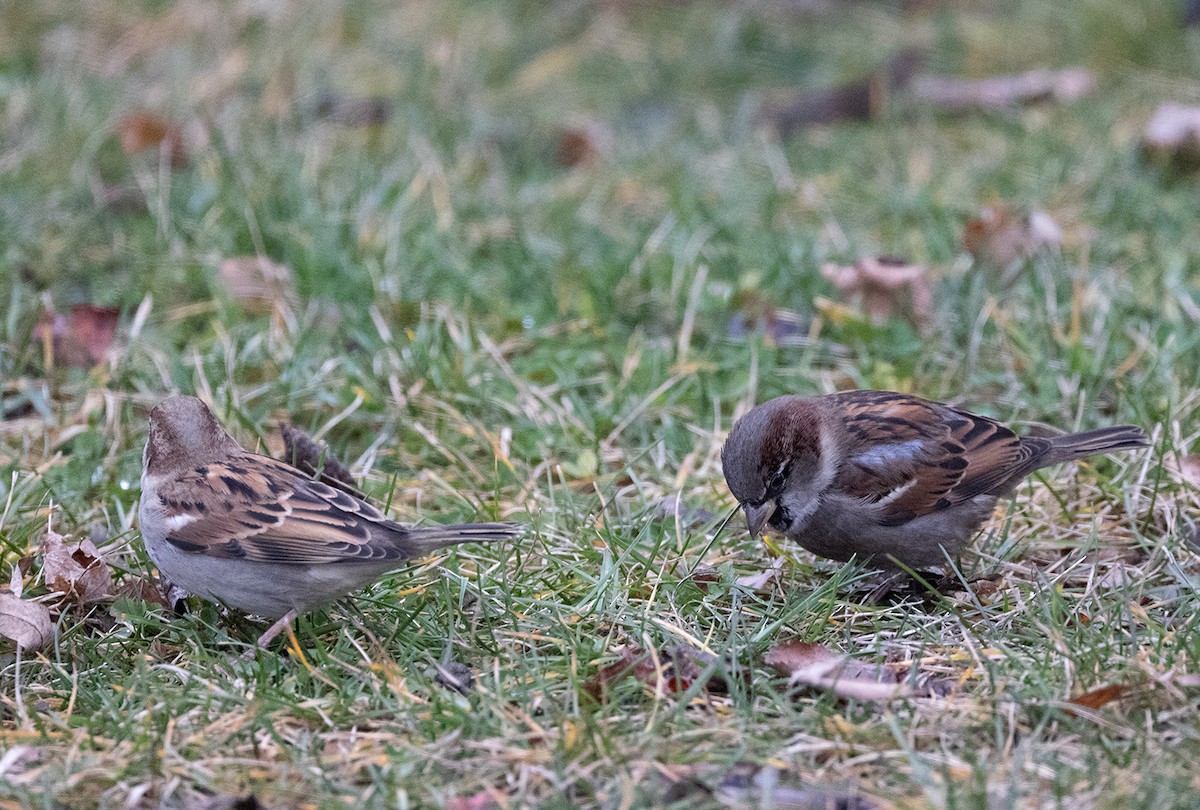 House Sparrow - ML612907980