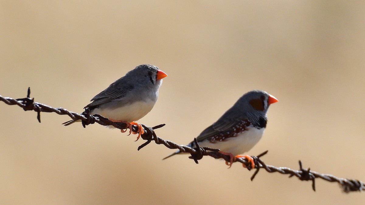 Zebra Finch - ML612908062