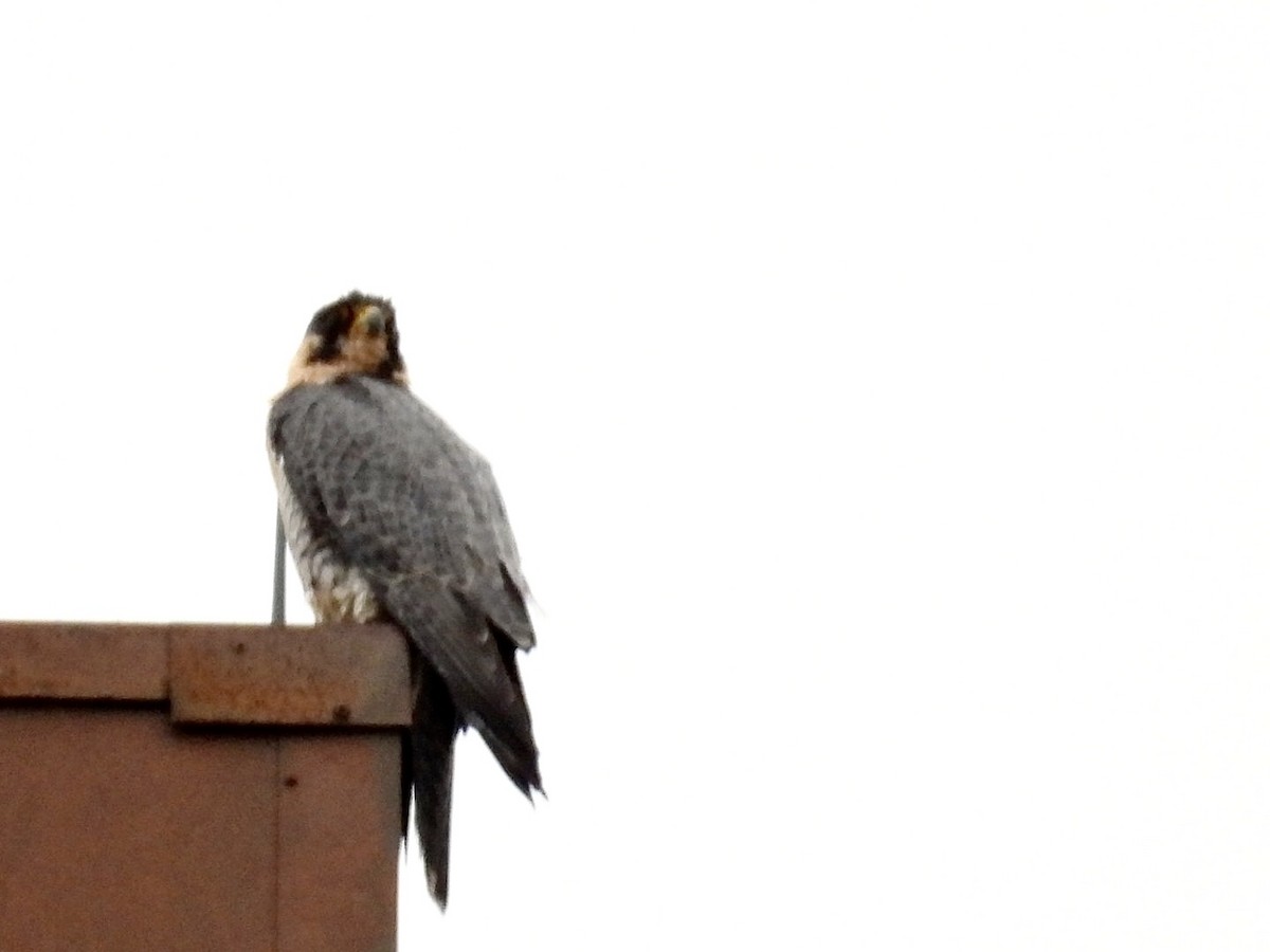 Peregrine Falcon - ML612908120