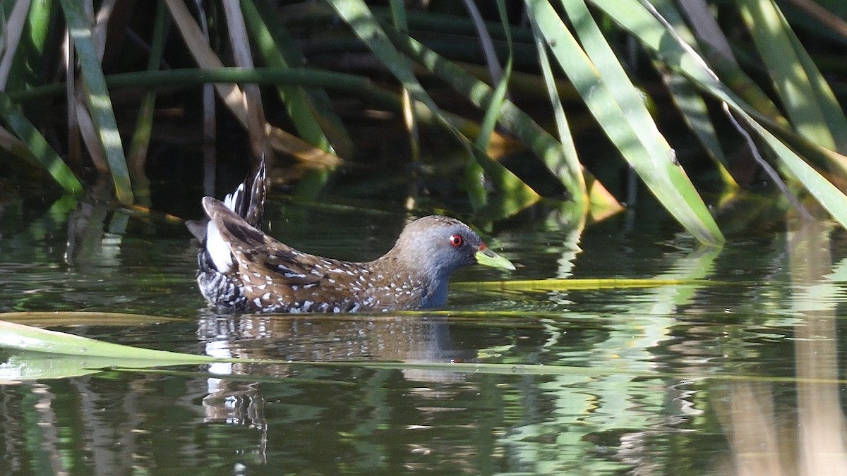 Australian Crake - ML612908146