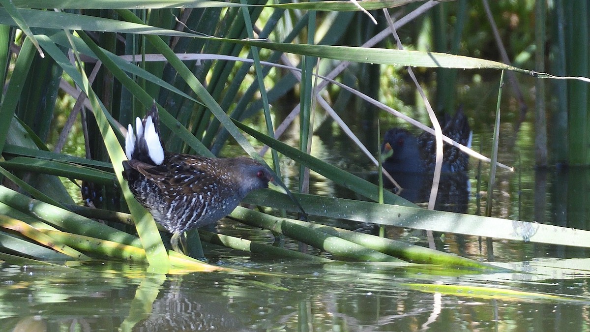 Australian Crake - ML612908156