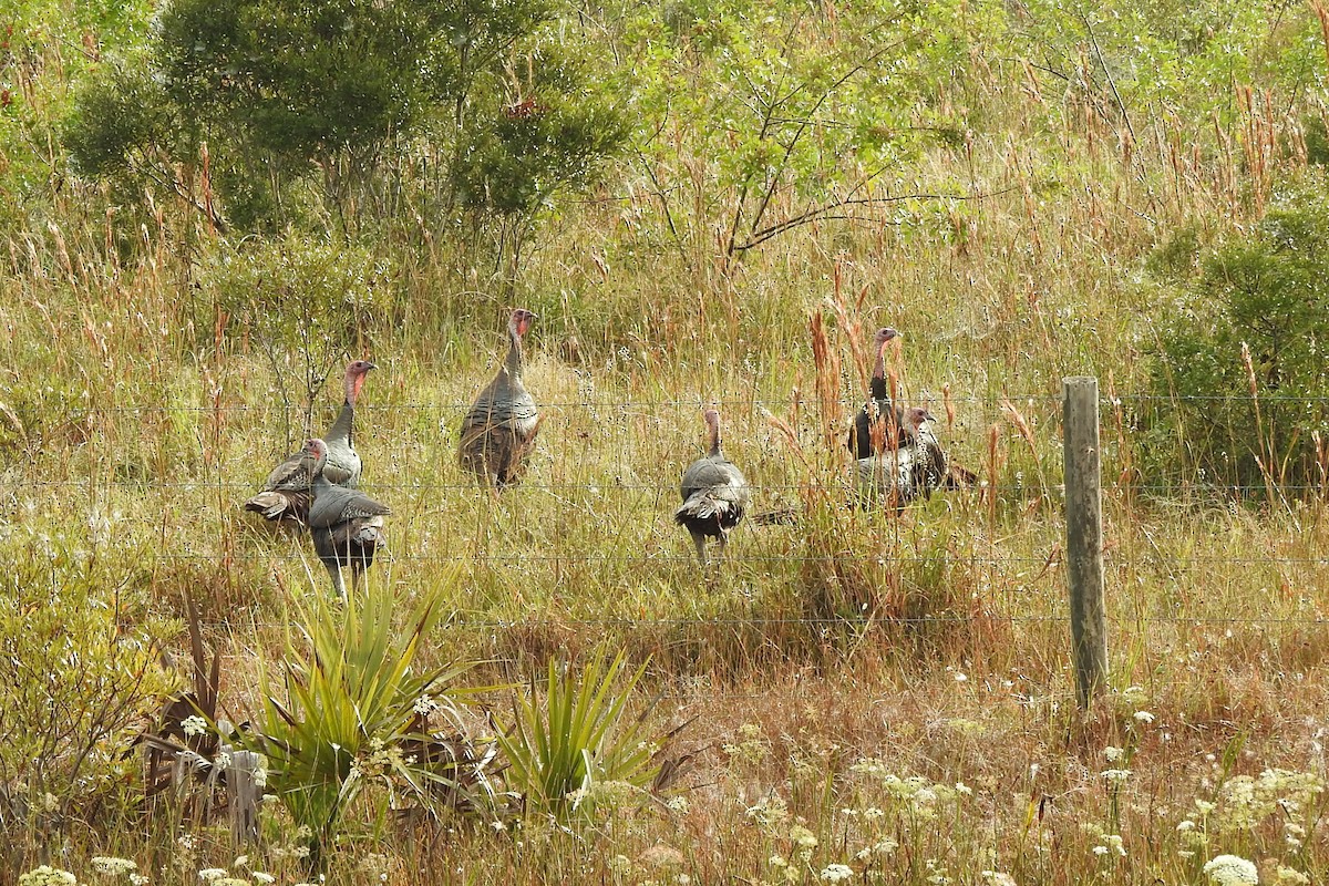 Wild Turkey - Steven Kaplan