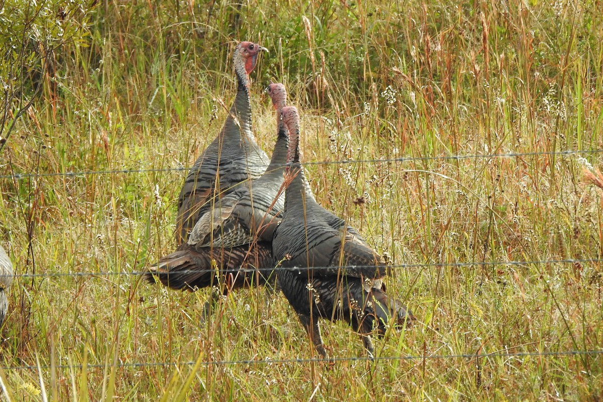 Wild Turkey - ML612908162