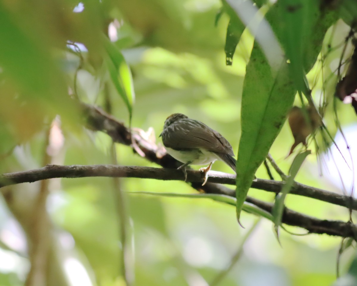 Gelbkehl-Brillenvogel - ML612908222