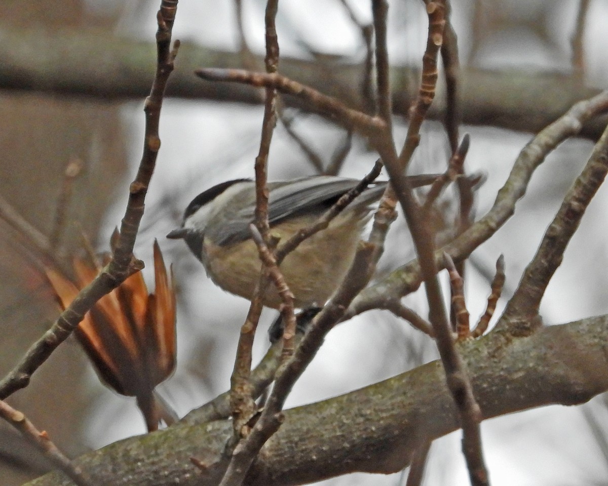 Carolina Chickadee - Aubrey Merrill