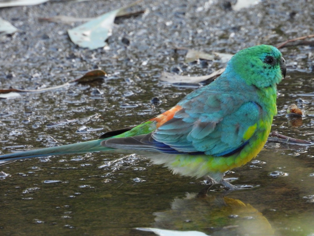 Red-rumped Parrot - ML612908252