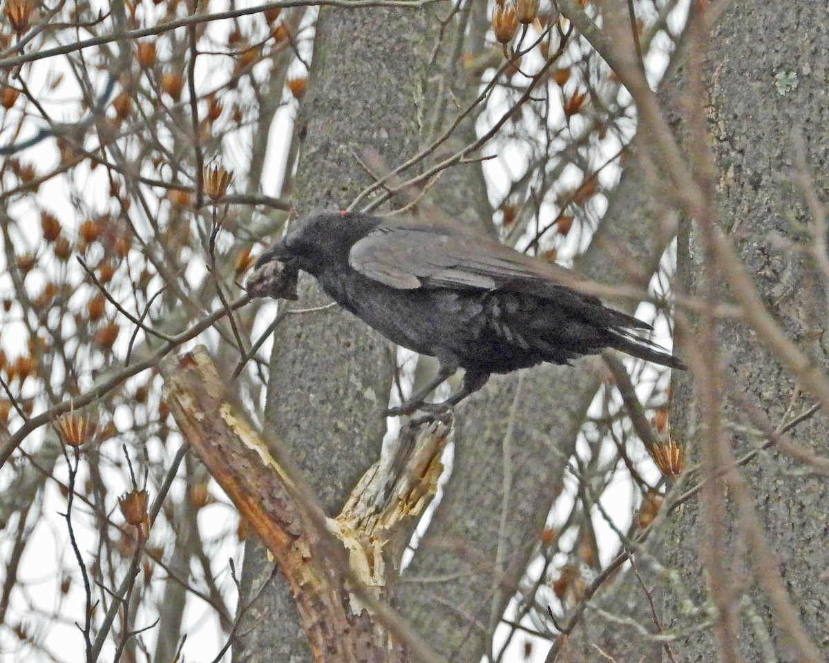 Common Raven - Aubrey Merrill