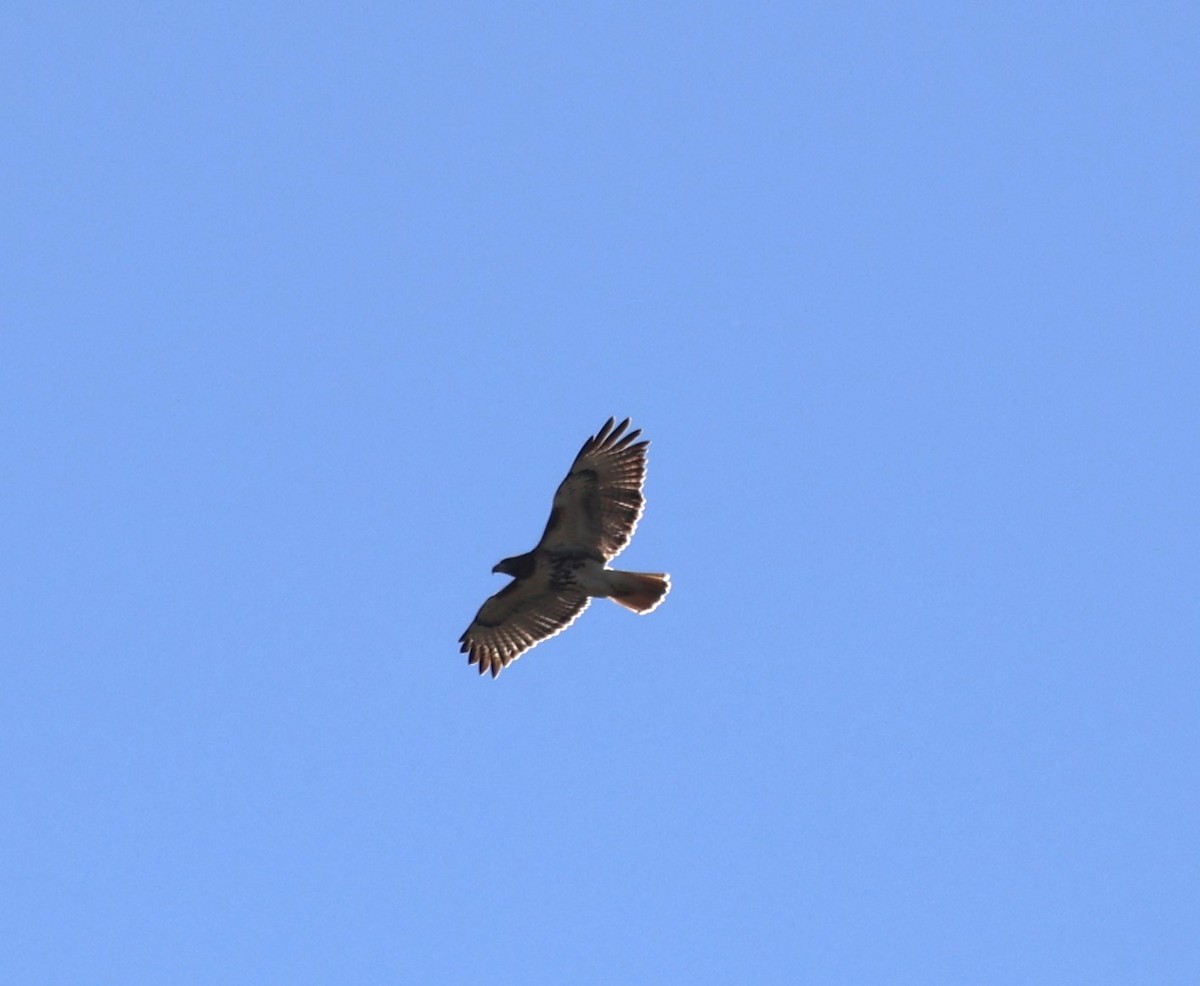 Red-tailed Hawk - ML612908299