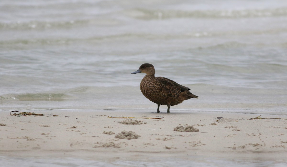 Chestnut Teal - ML612908399